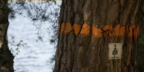 Orange streck på ett träd för att markera Upplandsleden.