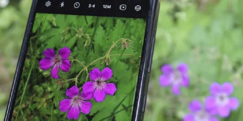 En telefons bildskärm visar ett foto på en midsommarblomster. Framför kameran syns en midsommarblomster på en äng.