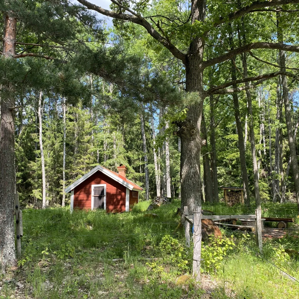 Stuga i en skogsdunge sommartid med solljus.