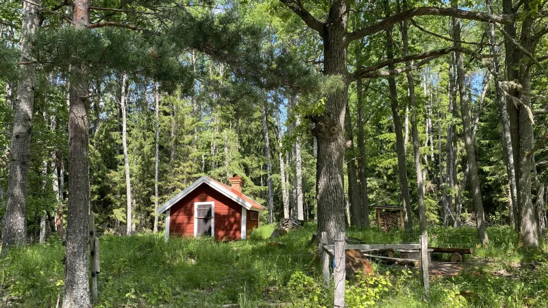 Stuga i en skogsdunge sommartid med solljus.