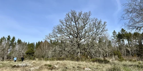 Betesmark med gräs och en stor ek i bakgrunden.