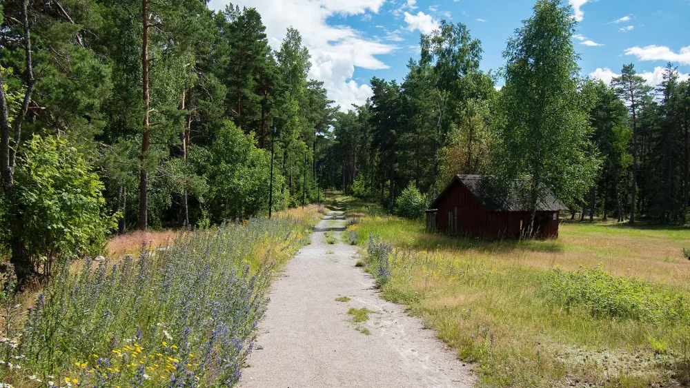 En gångväg med gräs, blommor och skog runt omkring.