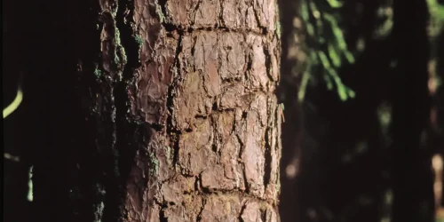 En närbild av en trädstam i en skog med randiga spår på stammen efter tretåig hackspett.