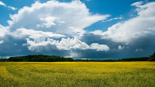 Ett rapsfält och blå himmel med några vita moln.