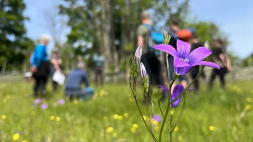 En grupp människor står på en blommig äng.