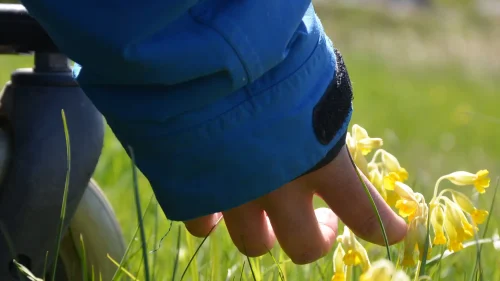 Närbild på hjul i gräs och kvinnas hand som rör vid gullvivor.